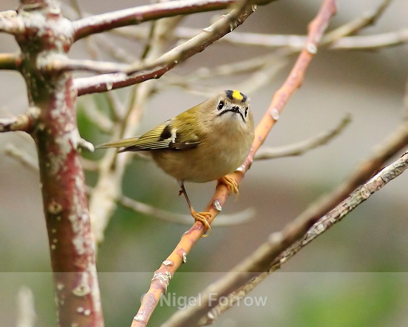 Goldcrest perched in a bush on Brownsea Island - Goldcrest