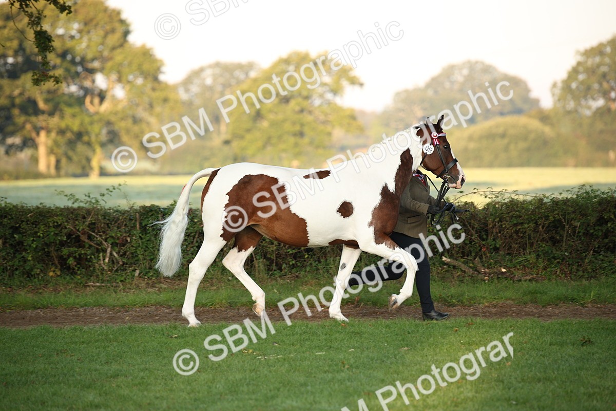 SBM_56810 - S49 - Riding Horse & Hack & Thoroughbred In Hand