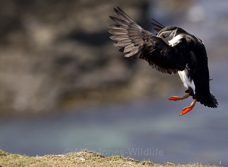 PUFFIN, ISLE OF MULL - PUFFINS, ISLE OF MULL