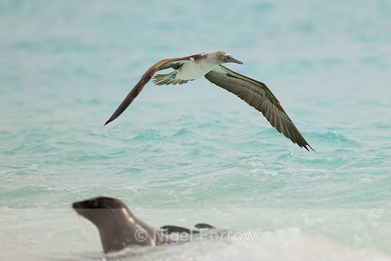 Blue-footed Booby overflies Galapagos Sea Lion, Espanola - Blue-footed Booby