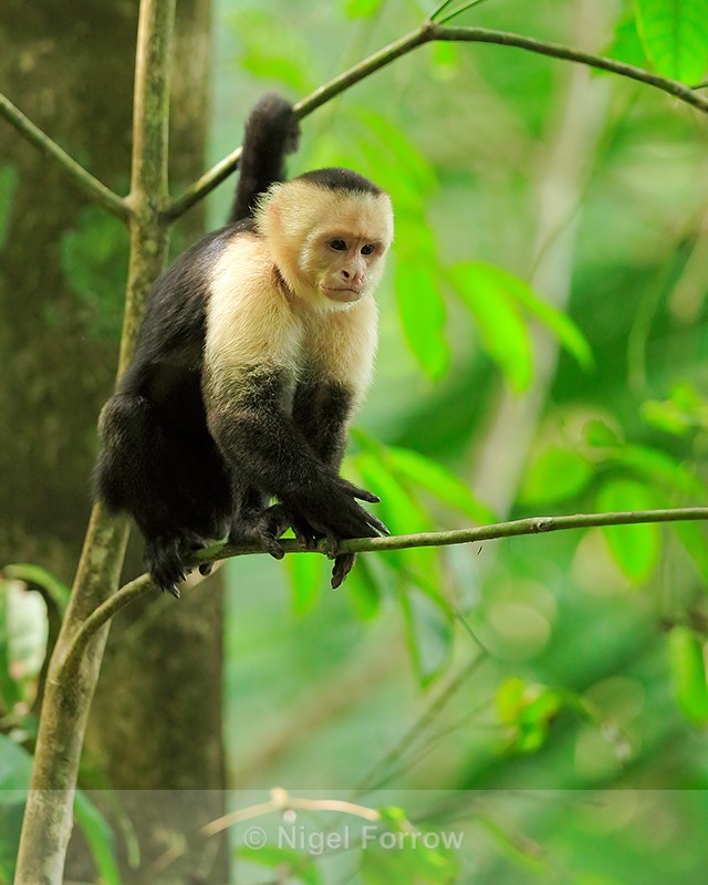 White-throated Capuchin, Manuel Antonio, Costa Rica - Monkey