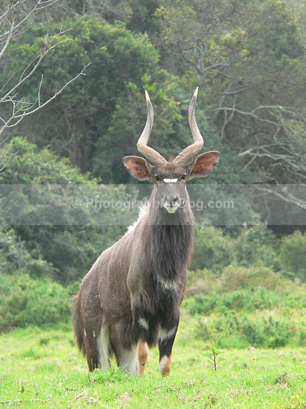  - Other Animals