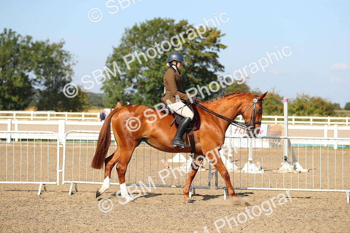 SBM_02174 - Class 43 Ridden Competition Horse/Pony