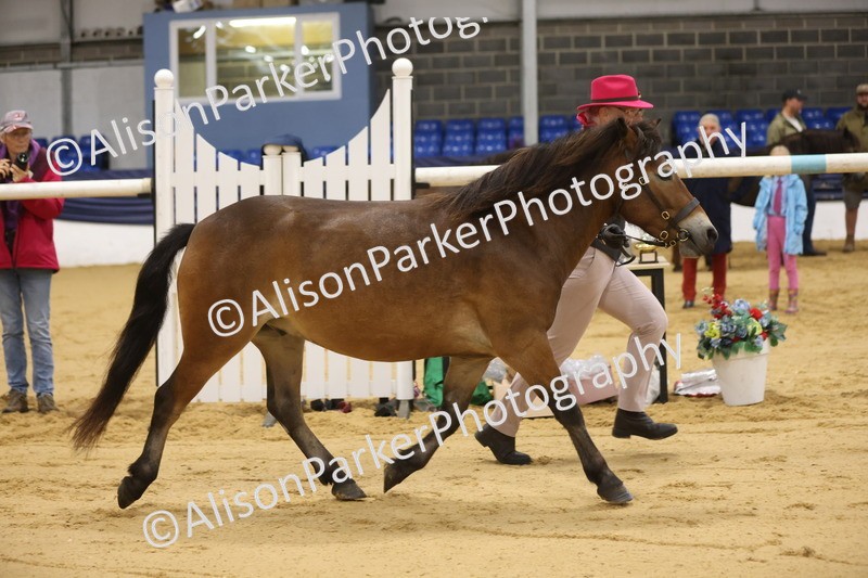 20260913-1019 - Class 109 - Bred On Exmoor In Hand