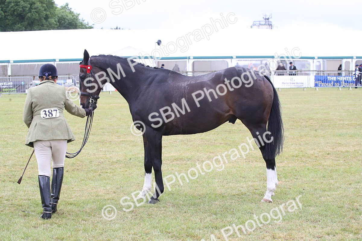 SBM_11458 - Class 94 - LIHS BSHA Racehorse to Showhorse