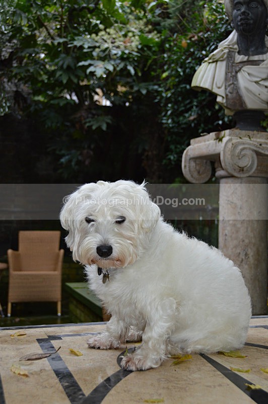  - West Highland Terriers