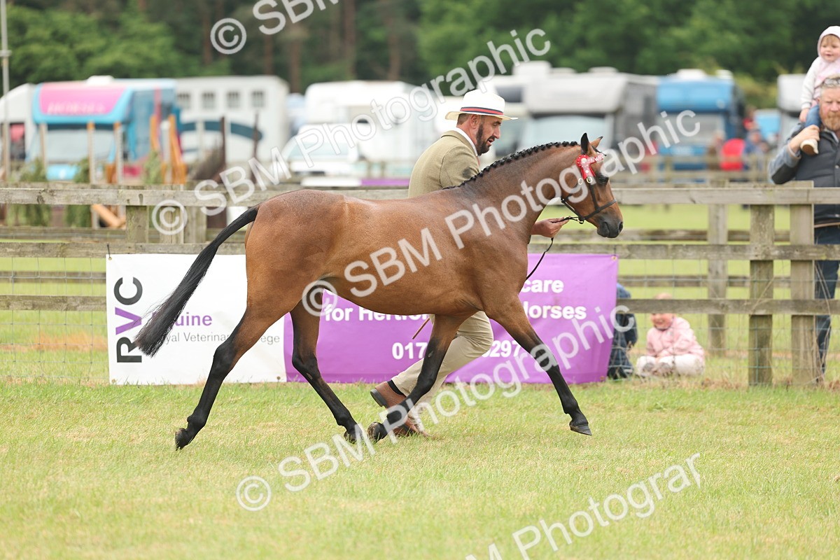 SBM_05395 - Class 68-73 - Riding Pony Breeding