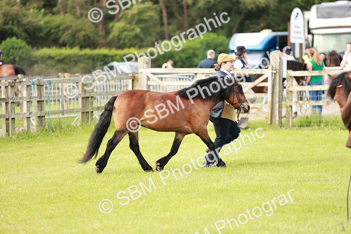 SBM_00535 - Class 14-23 - Mountain & Moorland In Hand Non Welsh