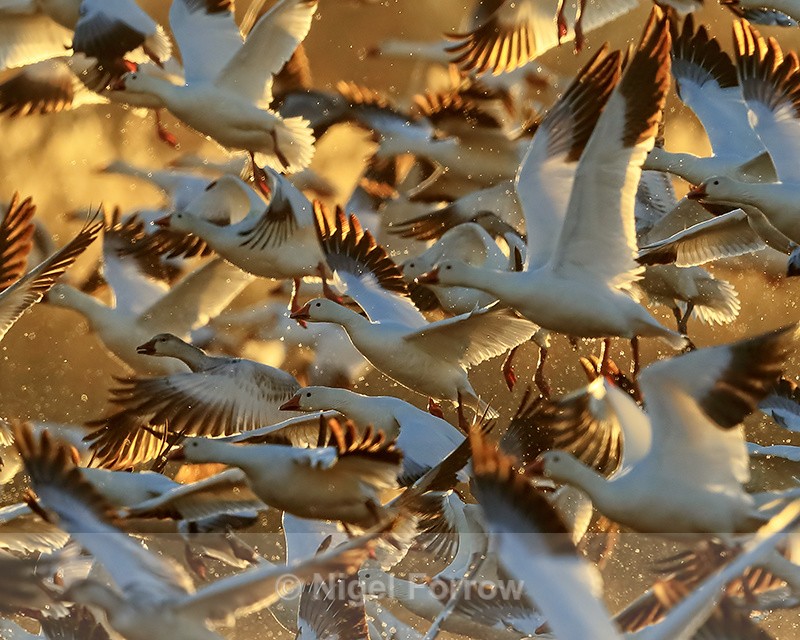 Snow Geese taking off, backlit, Bosque del Apache, New Mexico - Snow Goose