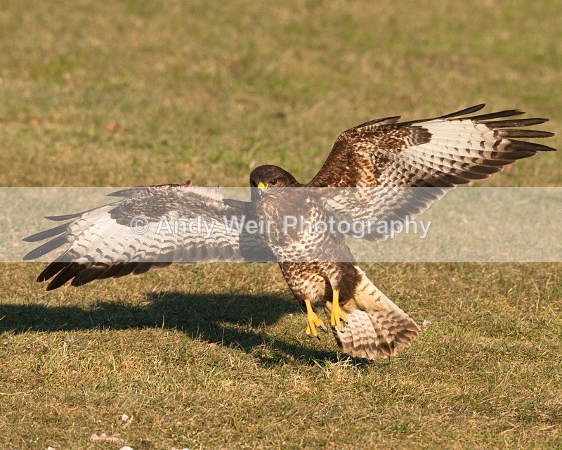 20100130-Gigrin 051 - Common Buzzard