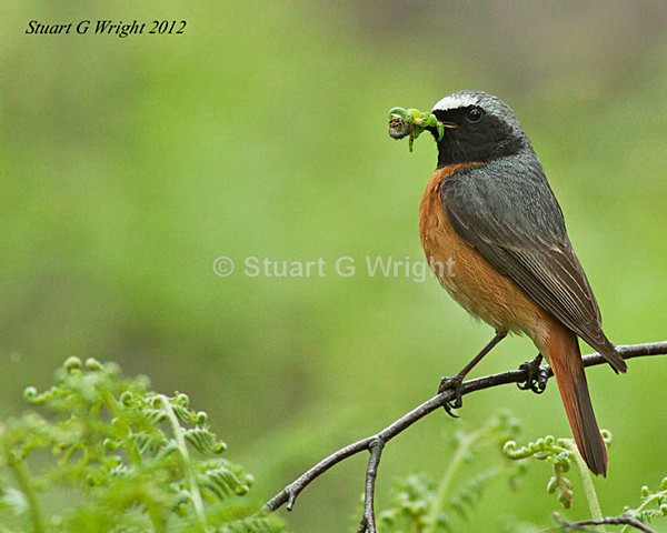 208 - Flycatchers, Redstarts & Stonechats