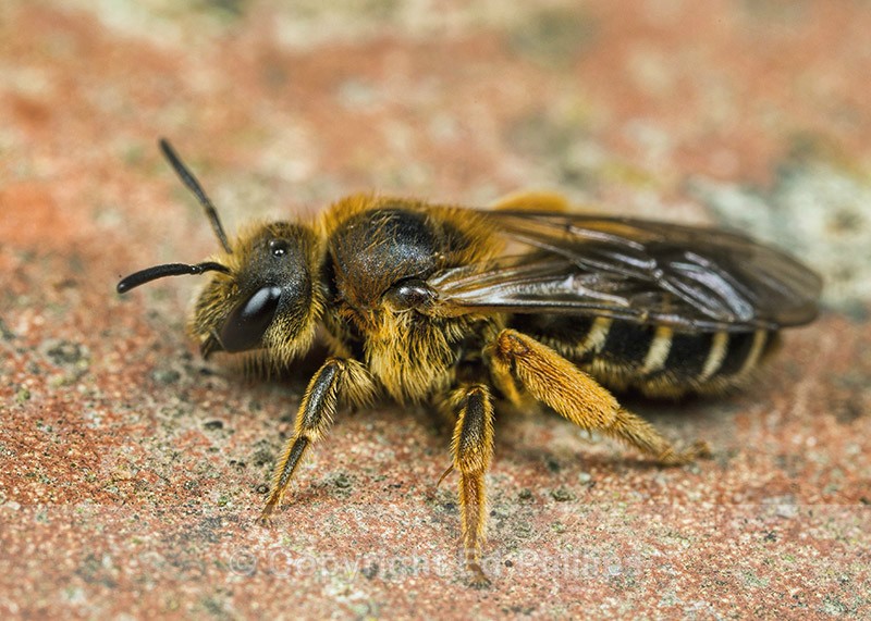 Halictus rubicundus (f) - Halictus rubicundus