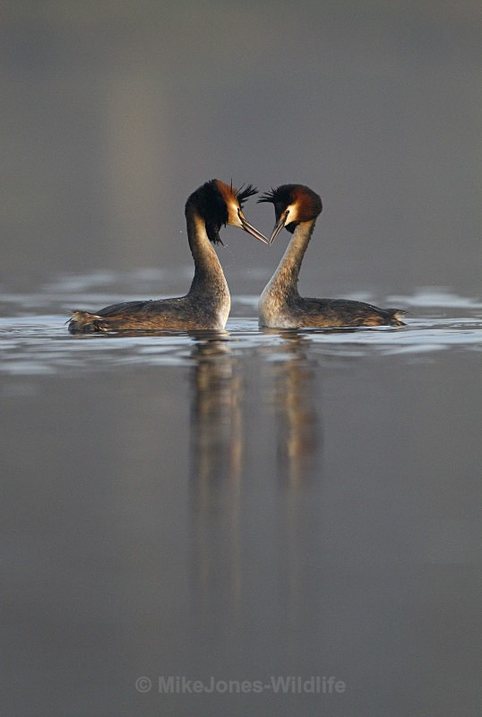 Great Crested Grebe ref GREBE 1 - GREAT CRESTED GREBES