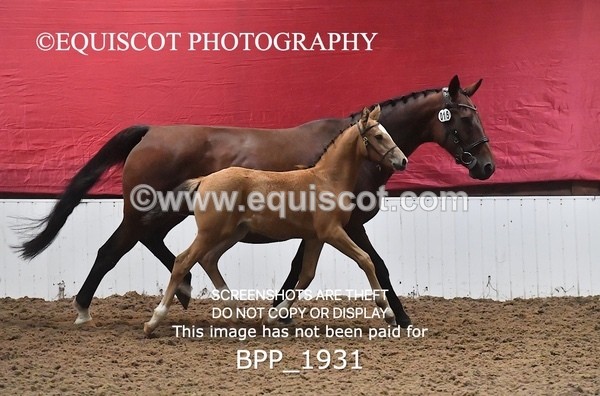 BPP_1931 - AFTERNOON 12.30 - 3.30PM