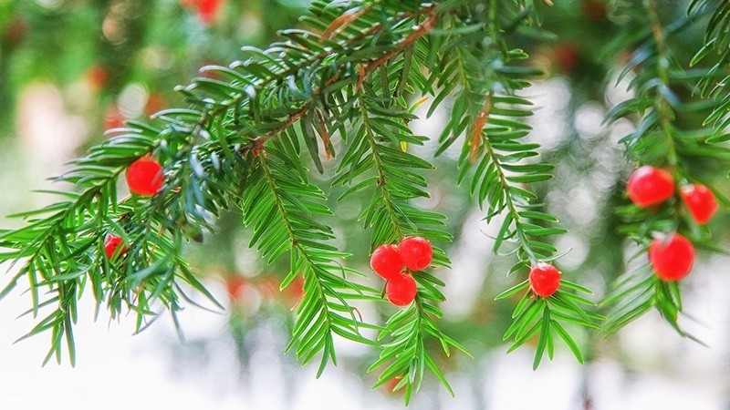 Winter 3 Yew Berries_2791 - Earth Element