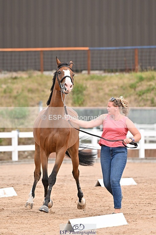 250716-152549-01935 - Trot Up 2.30 to 3.30