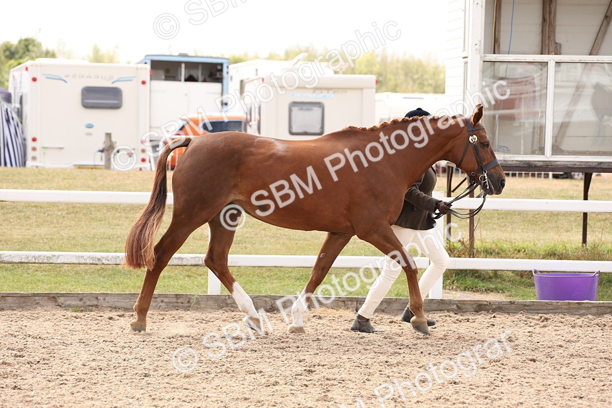 SBM_15349 - Class 210- IH Show Horse