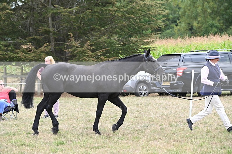 WJ6_6117 - Class 19 In-hand Veterans (Uploaded correct folder)