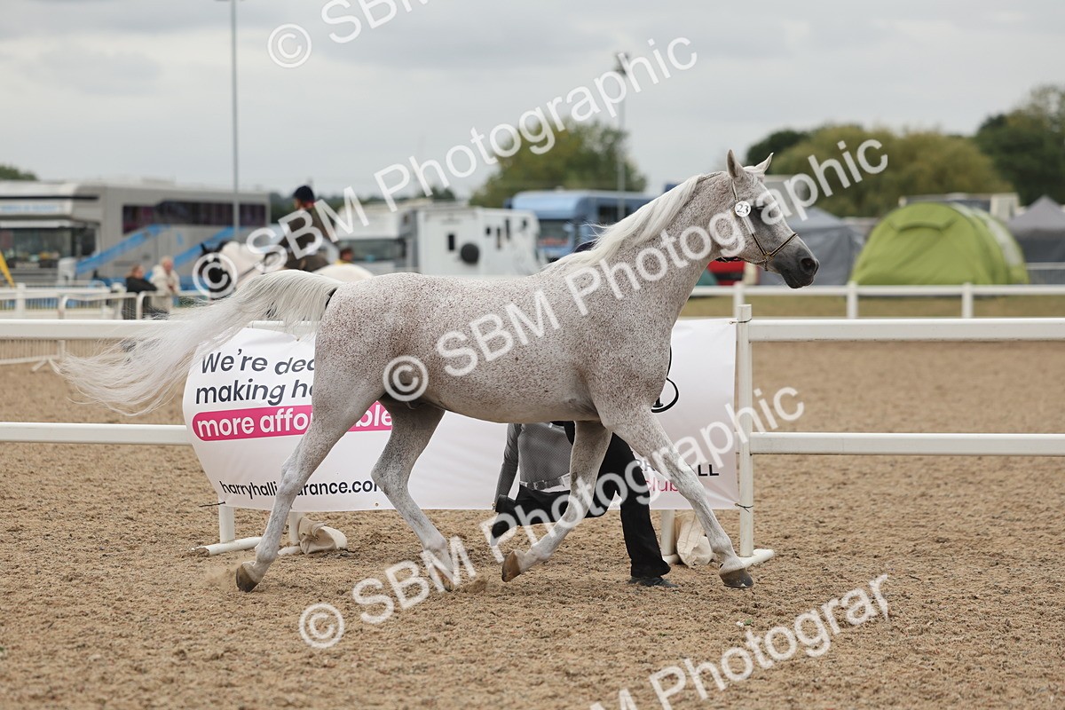 SBM_19300 - Class 317 - IH Pure Bred Horse-Pony