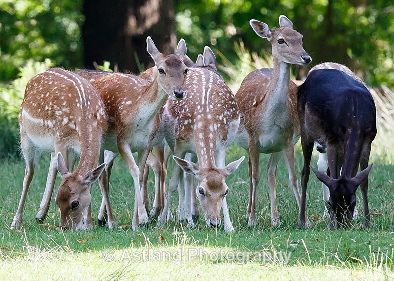 Astland Photography, Bird and Wildlife Images, Susan and Peter Wilson, U.K.