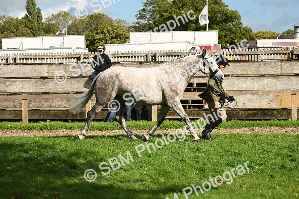 SBM_25018 - S5 - Novice & Newcomer In hand
