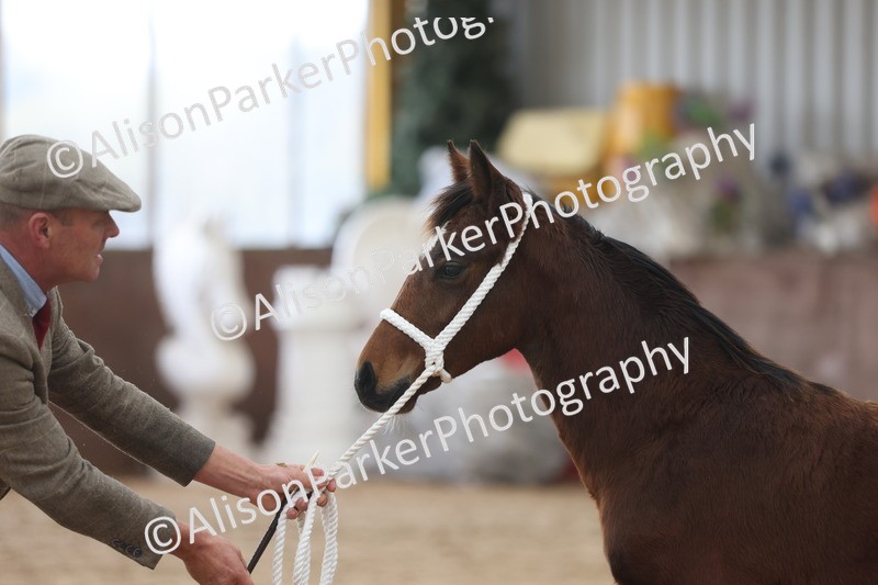 20251109-0815 - Class 24 - Foals