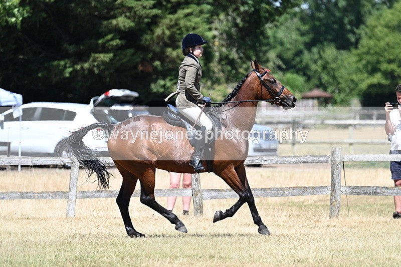 WJ7_3133 - Class 7 Riding Club Show Horse