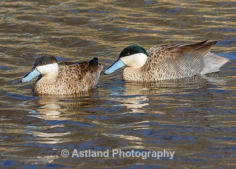 Astland Photography, Bird and Wildlife Images, Susan and Peter Wilson, U.K.