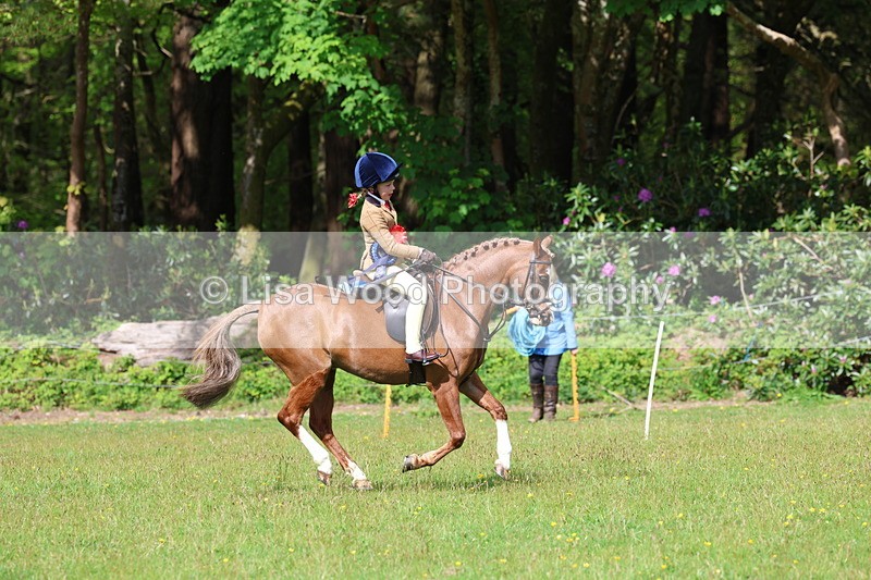 3E7A2783 - Working Hunter Championship