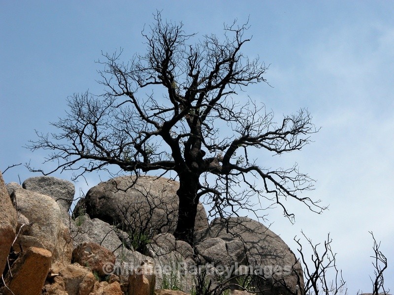 Burnt Tree