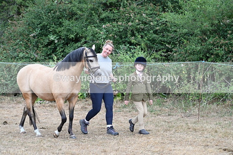 WJ7_9454 - Class 5 Most Handsome Gelding (up to 14.2hh)