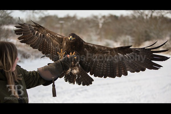 WoW jan-83 - Birds of Prey