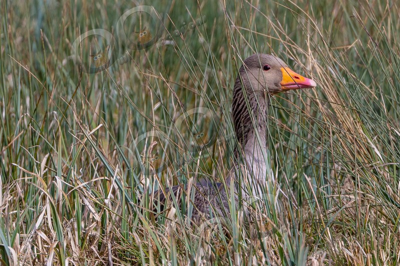greylag goose Anser anser-5046 - UK birds