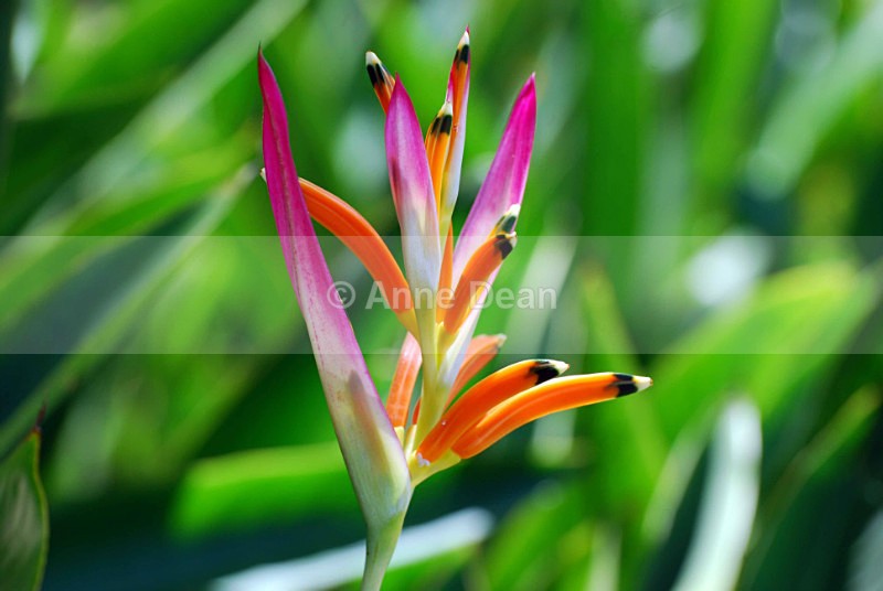 Extraordinary plant! - Malaysia and Borneo