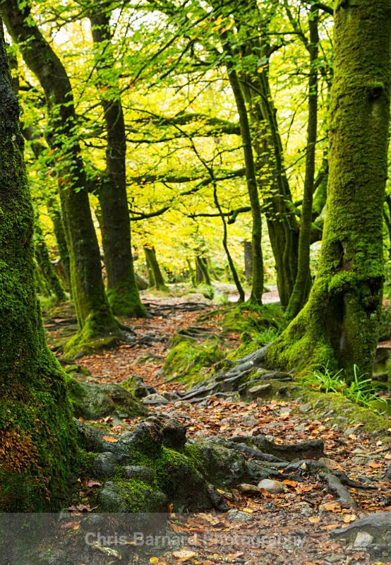 LH0A7958 - Golitha Falls