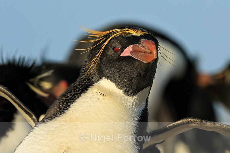 Macaroni Penguin, wings raised, Sea Lion Island, The Falklands - Macaroni Penguin