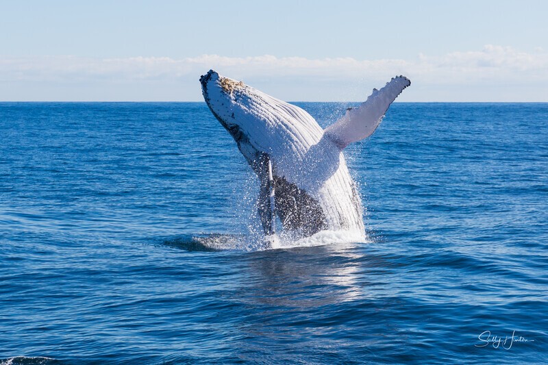 _16A0822. Sunshine Breach - 2023 Whale Photos