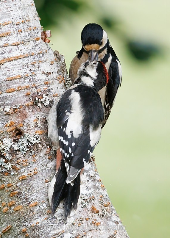 Great Spotted Woodpecker - Latest Images