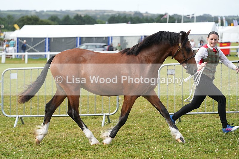 DSC04710 - Class 47: NPS M&M Yearling