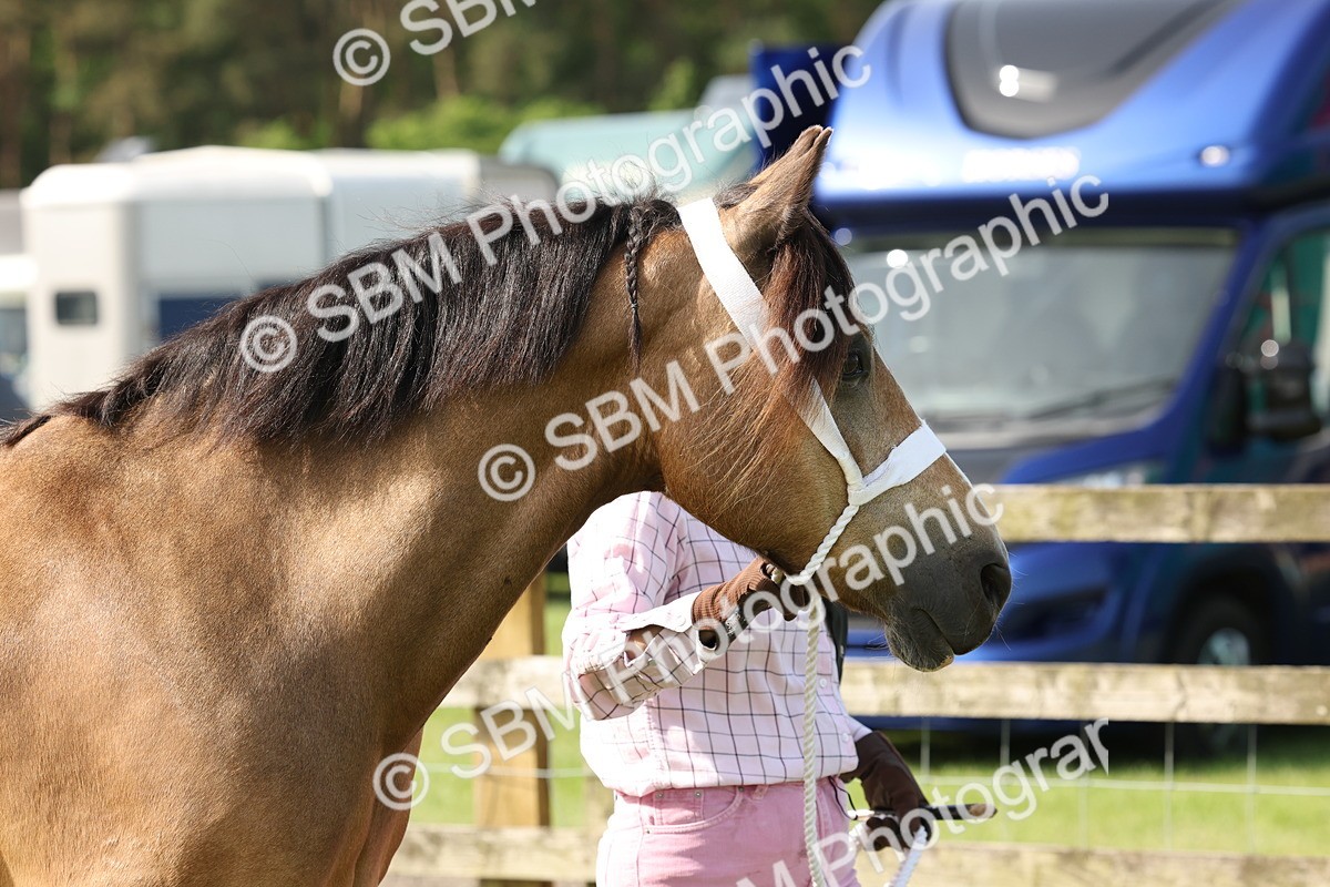 SBM_02042 - Class 6-13 - Mountatin and Moorland In Hand Welsh Breeds
