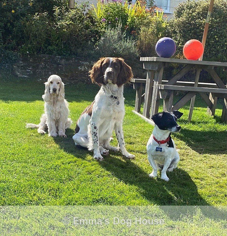  - Dogs