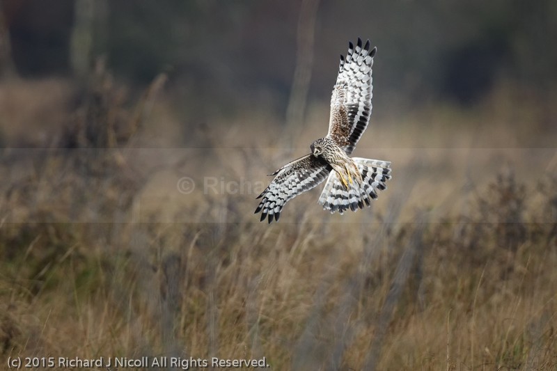 Hen Harrier (Circus cyaneus) - Hen Harrier (Circus cyaneus)