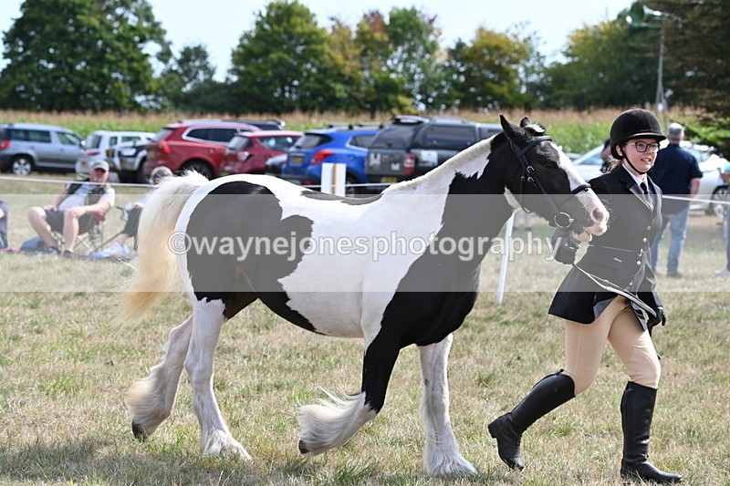 WJ6_6636 - Class 20 In-hand Cob