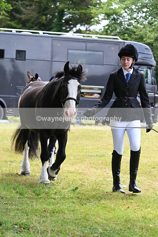WJ7_6487 - Class 5 Handsome Gelding in hand
