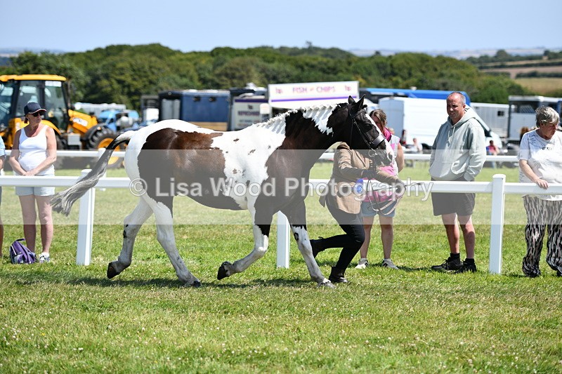 DSC_7914 - Coloured Horse In Hand Championship