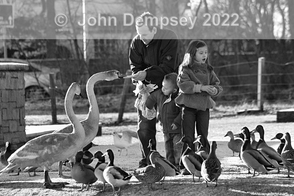 Friendly Cygnet BW - The Curlie