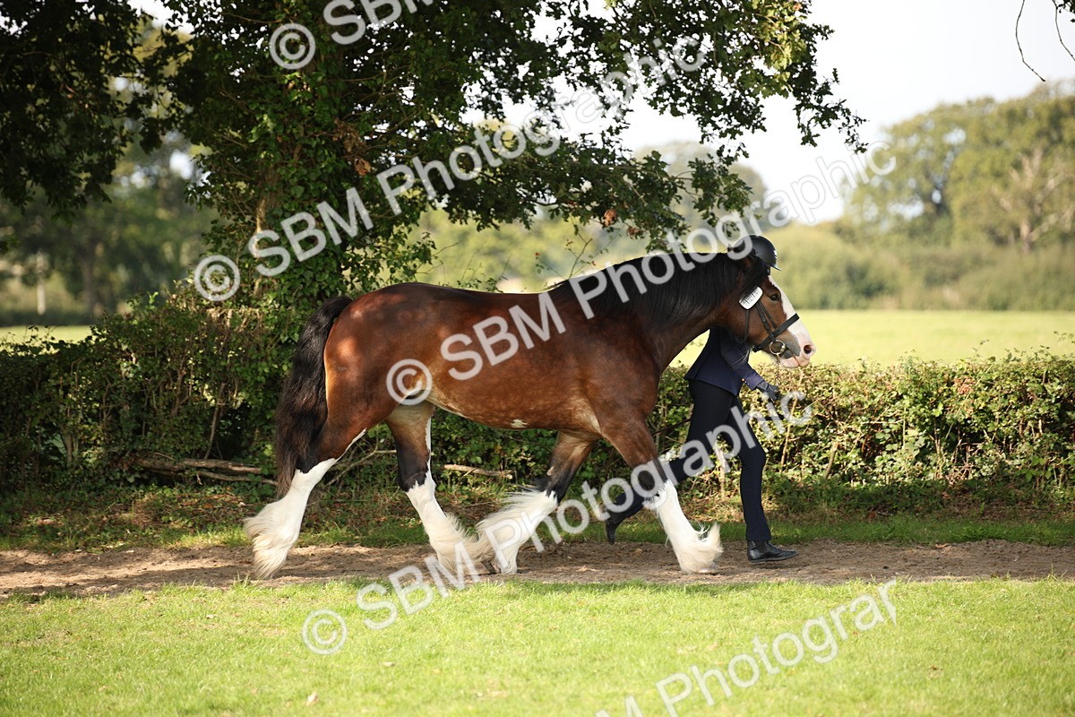SBM_62178 - S55 - Traditional Cob In Hand