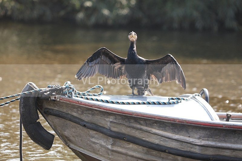 Cormorant 10 - Animals, Birds etc