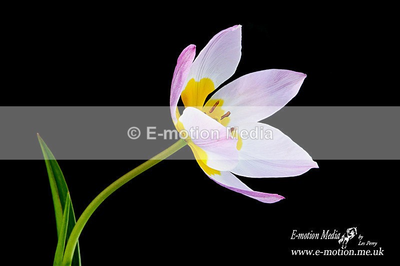 060420 -185888a - Nature