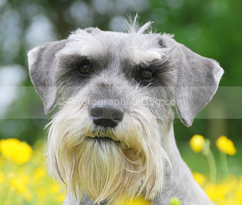  - Schnauzers